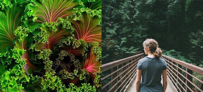 personal health plan