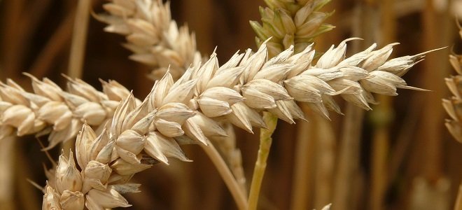 What Does Gluten Free Mean?