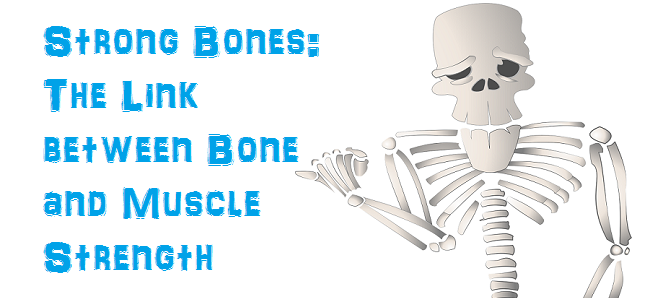 connect muscle to bone