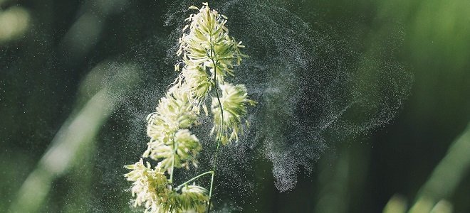 Reduce Home Allergens Featured how to reduce allergens