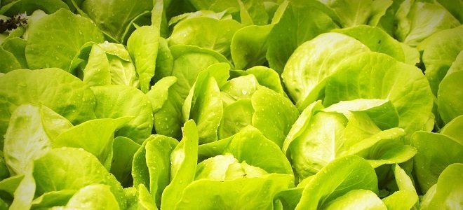 amazing-facts-and-health-benefits-of-lettuce-nutrition-feat lettuce benefits