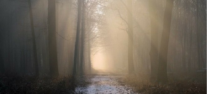 food for brain fog