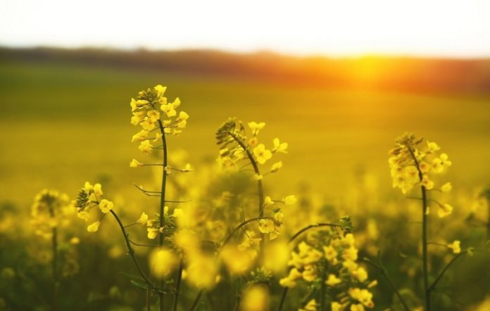 The Nutritional Benefits of Rapeseed that You Need to Know The Nutritional Benefits of Rapeseed that You Need to Know