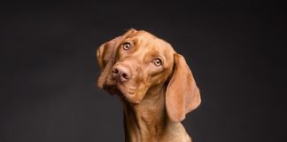 How Owning a Pet Can Make You Healthier