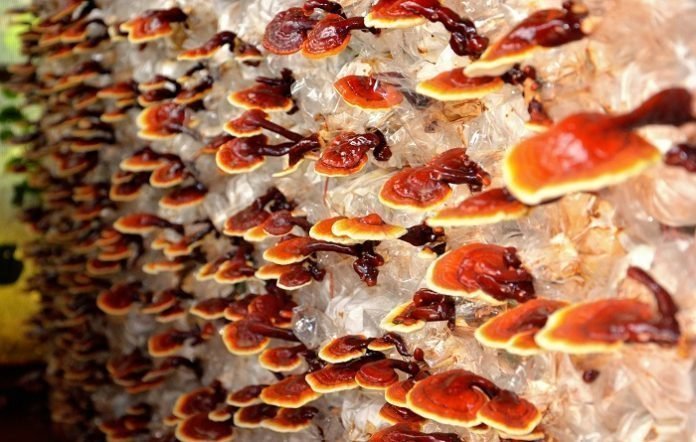 What Are the Most Common Reishi Mushroom Side Effects What Are the Most Common Reishi Mushroom Side Effects