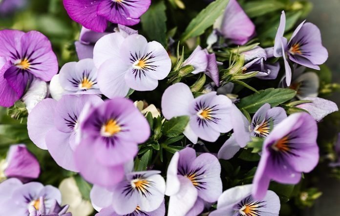 7 Edible Flowers and Their Potential Health Benefits 7 Edible Flowers and Their Potential Health Benefits